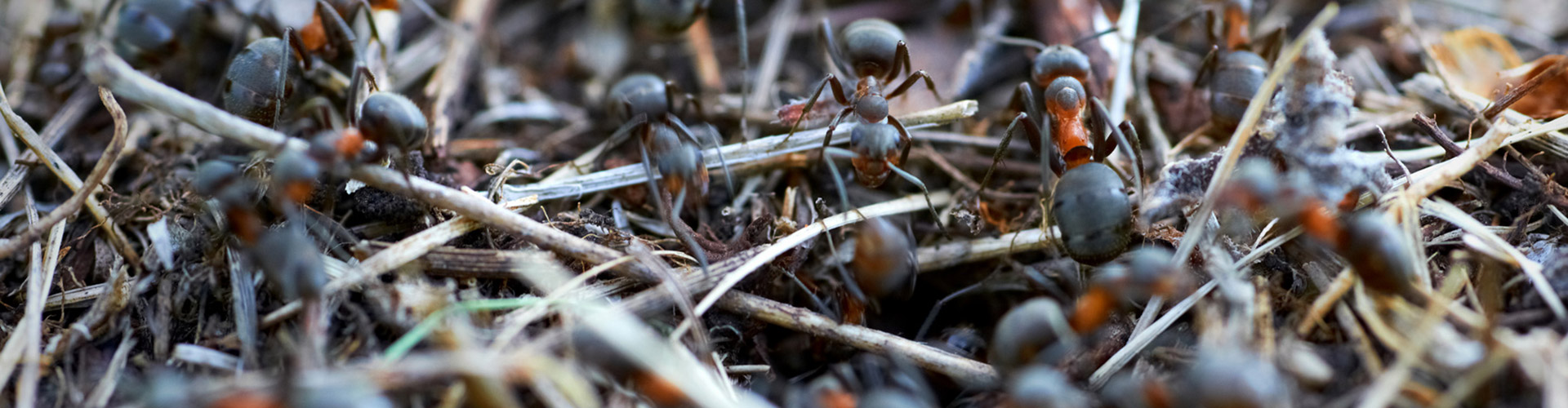 Nagerbekämpfung, Taubenabwehr, Wespenbekämpfung - Dies sind die Kompetenzen von Schädlingbekämpfer Gürtler.
